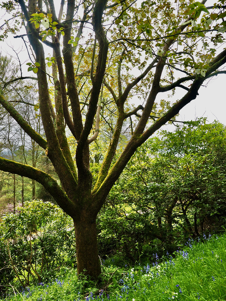 P4200040 Killerton Gardens, National Trust, Broadclyst, De… Flickr