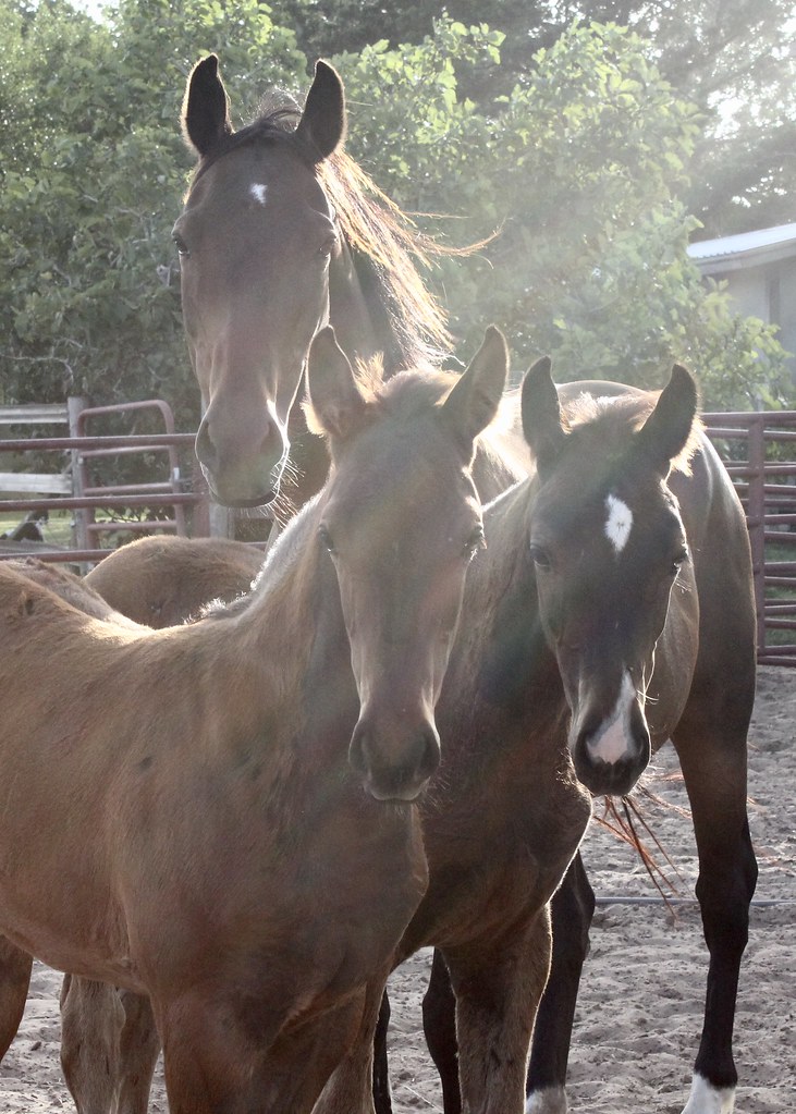 IMG_8784 Holsteiner horses from Seguin Sporthorses lisa obrien Flickr