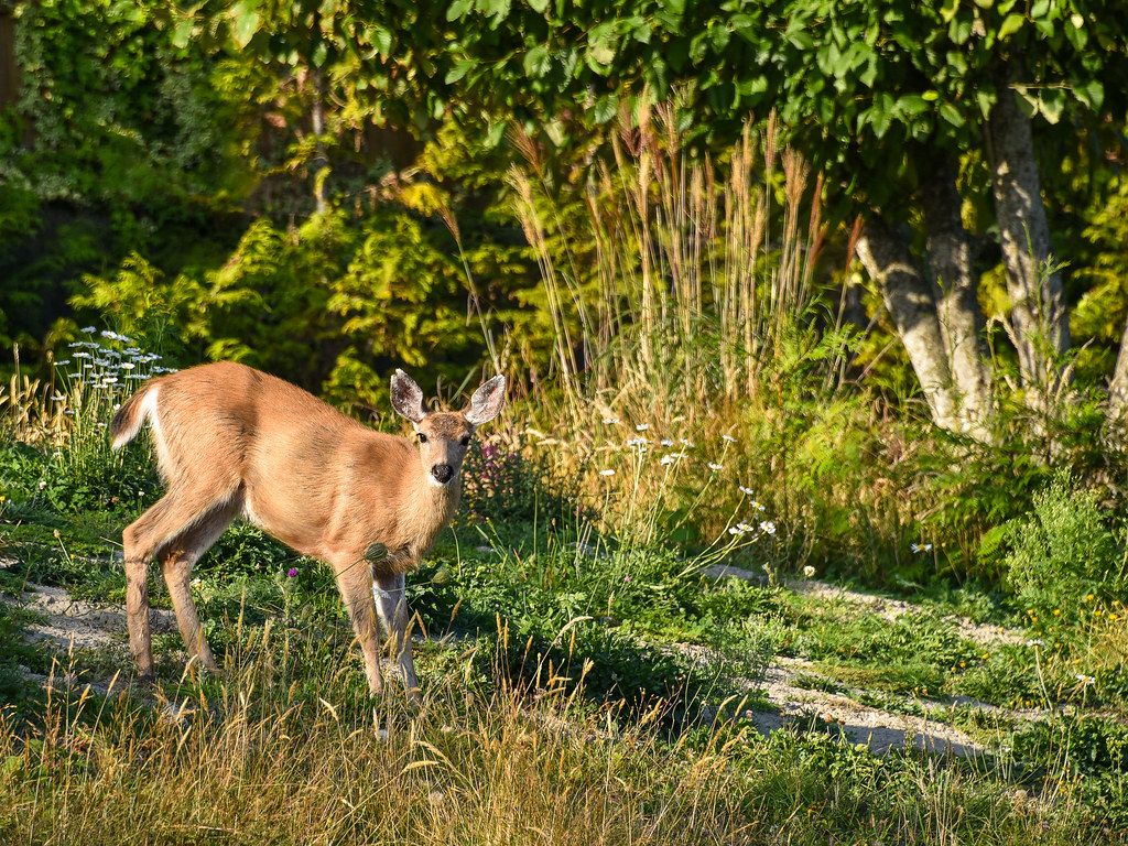 Doe a deer Neighbour's yard North Nanaimo, BC Canada DSC_7… Flickr