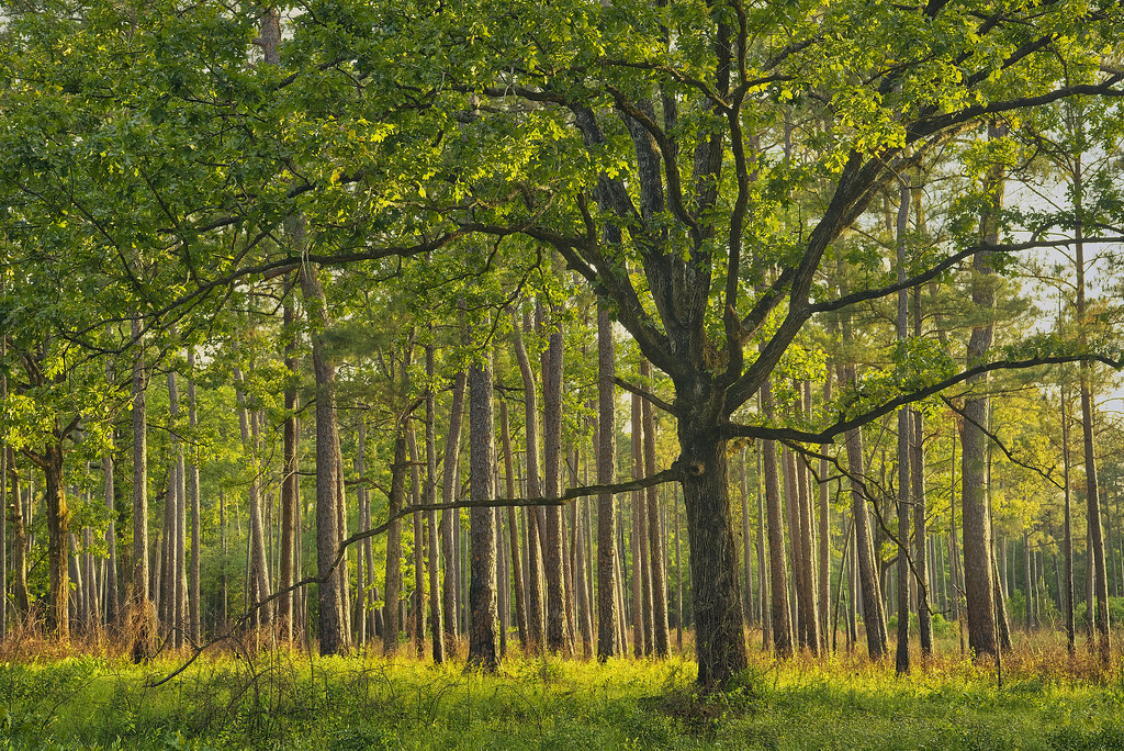 Individuality Moody Forest Natural Area, Appling County, G… Jay