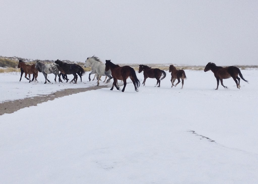 IMG_2522 wild horses in New Mexico lisa obrien Flickr