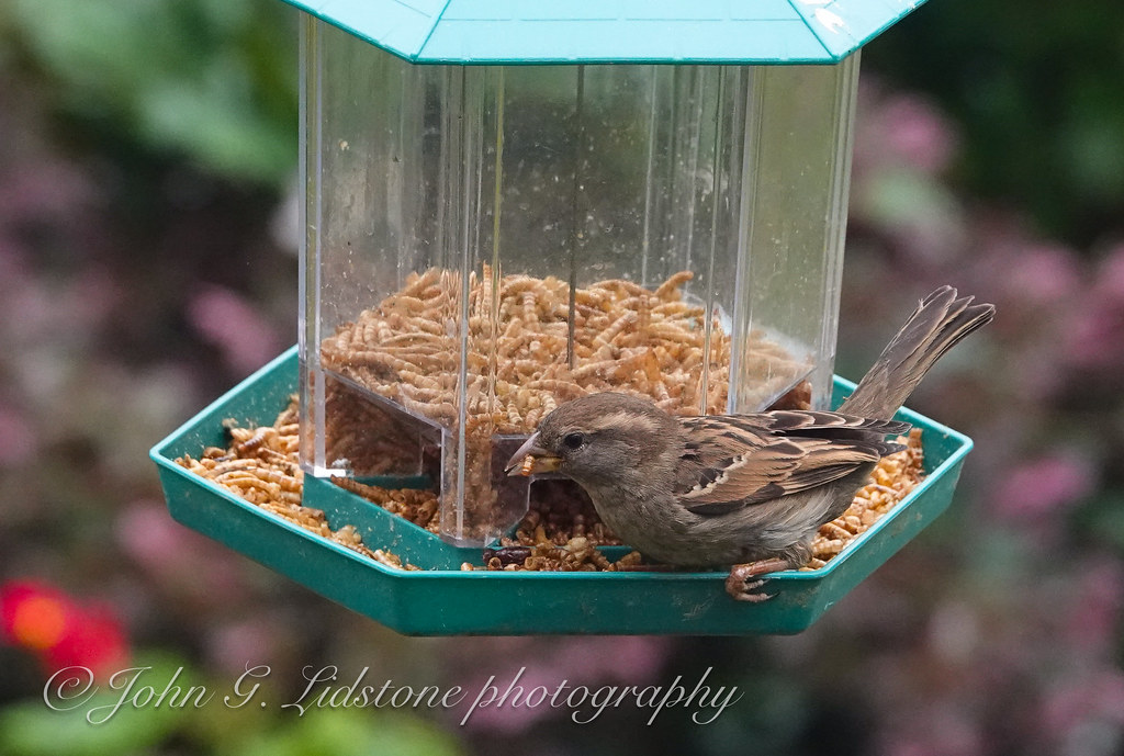 House sparrow enjoying mealworms on the bird feeder Flickr