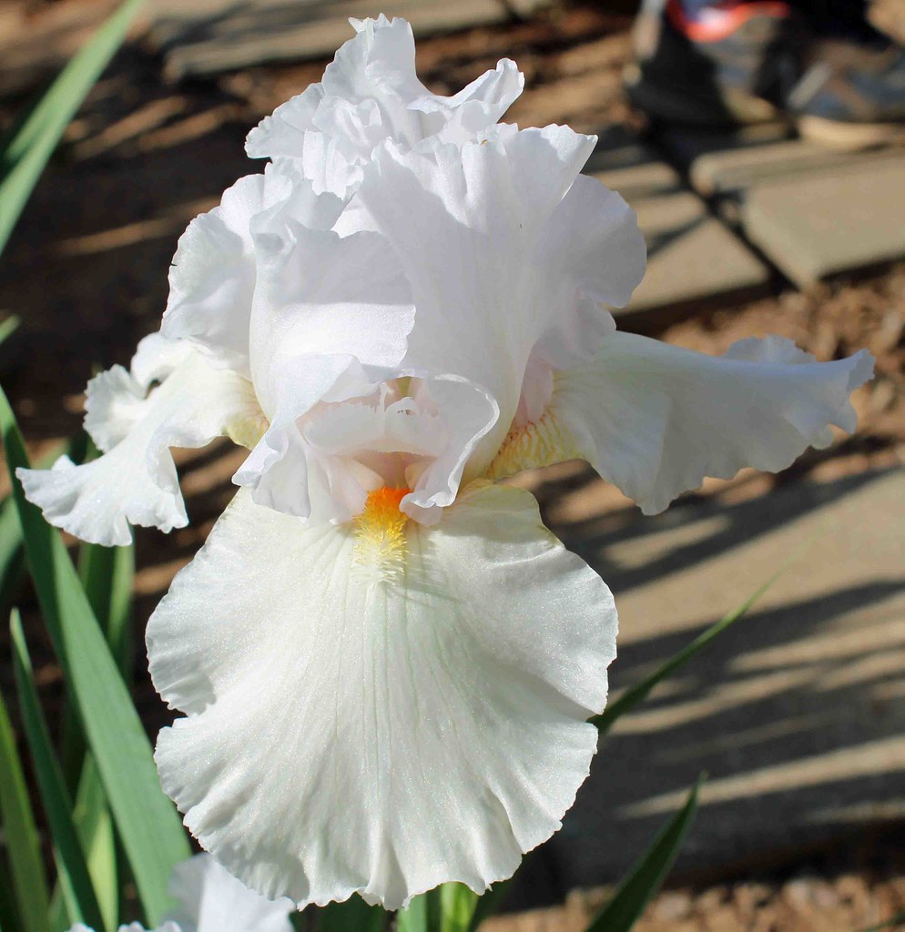 Iris Snow Blanket TB 2 Annie_B2 Flickr