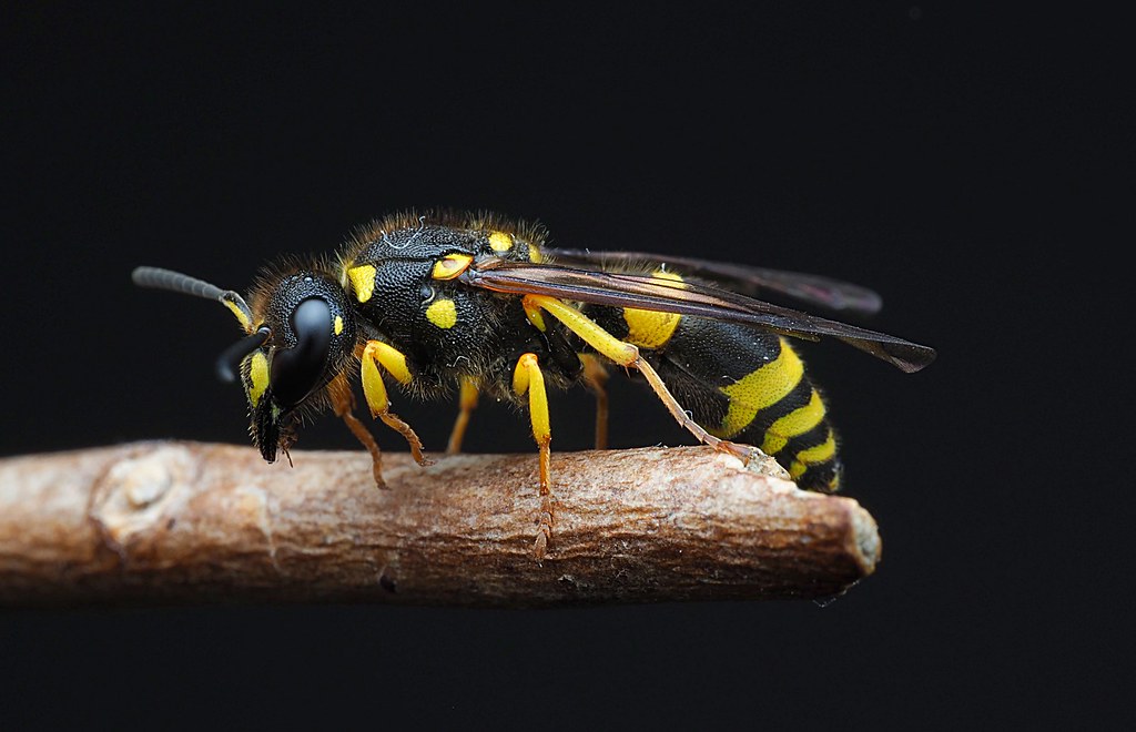 European Tube Wasp OLYMPUS DIGITAL CAMERA Tom Musson Flickr