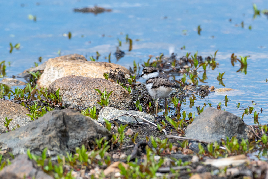 Killdeer Arlington Reservoir, Arlington, MA Thomas Carlile Flickr