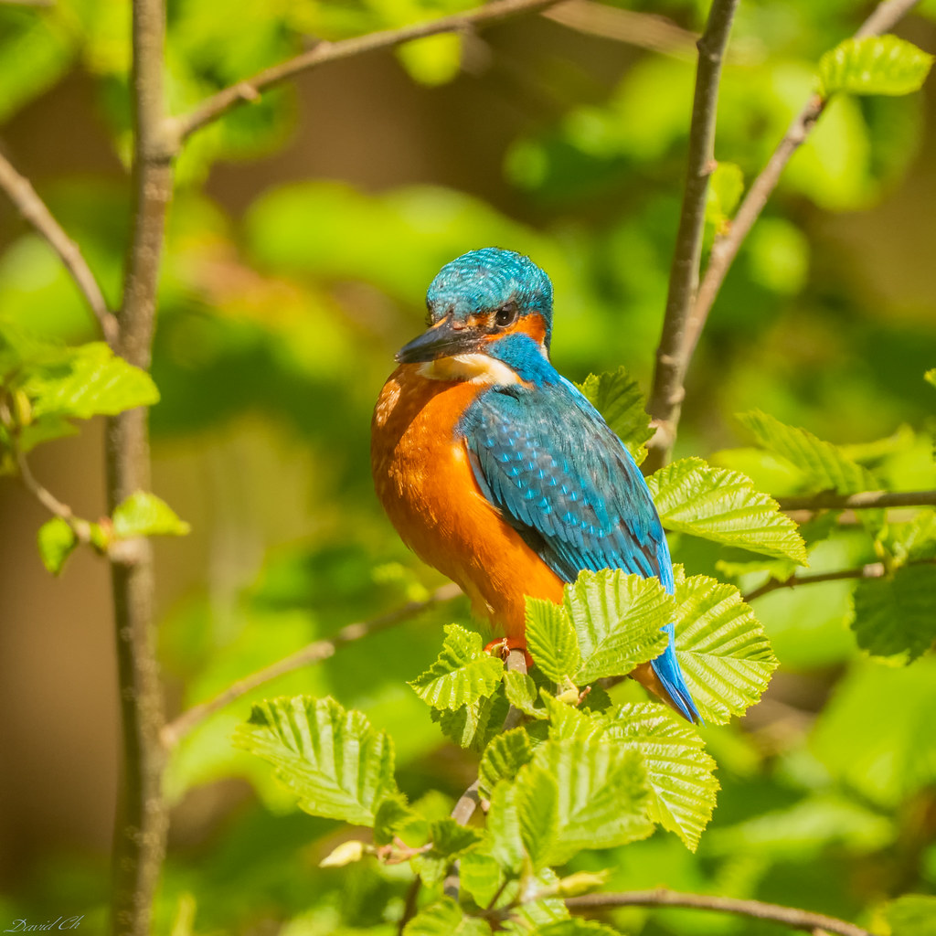 DSC_5040Edit Kingfisher davie ch Flickr