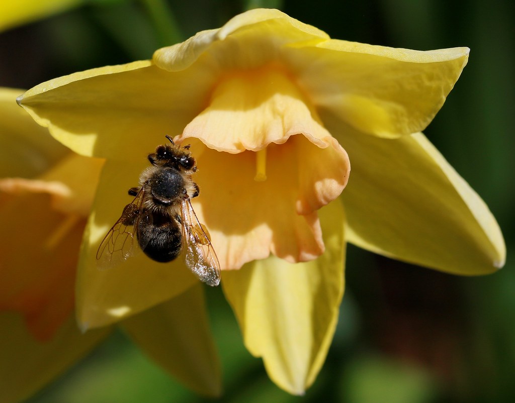 Bee and Daffodil. Gillian Floyd Flickr
