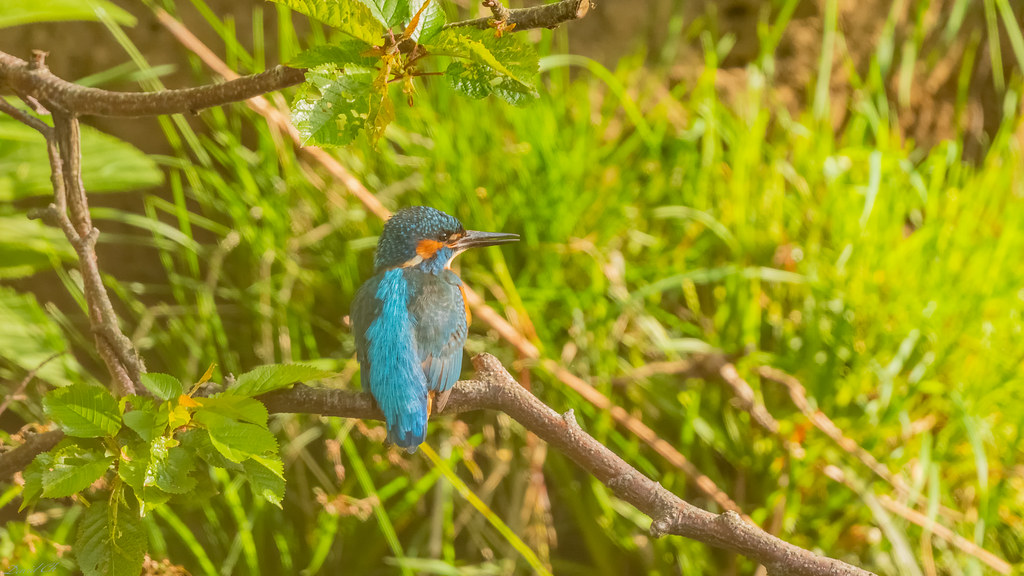 DSC_4958Edit Kingfisher davie ch Flickr