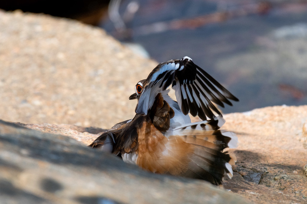 Killdeer Arlington Reservoir, Arlington, MA Thomas Carlile Flickr