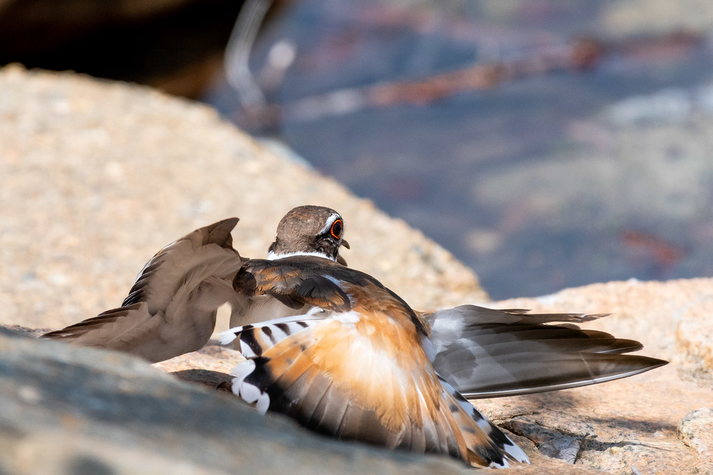 Killdeer Arlington Reservoir, Arlington, MA Thomas Carlile Flickr