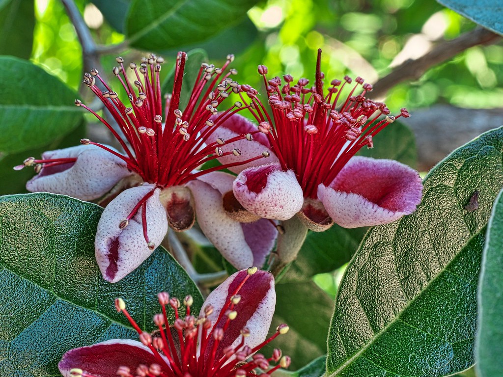 N_P1021739r Pineapple Guava Blossoms pdare pics Flickr