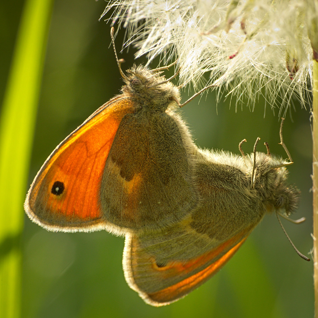 Small heaths Pair of small heath (Coenonympha pamphilus) b… Flickr