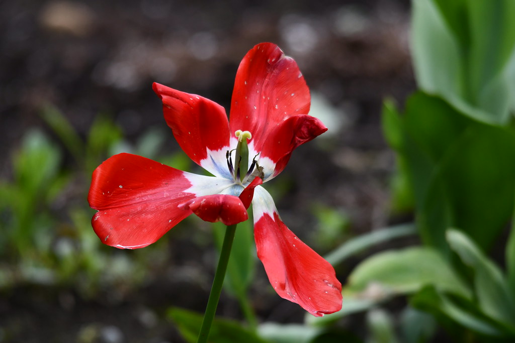 Flower Abbotsford, B.C. Neal Flickr