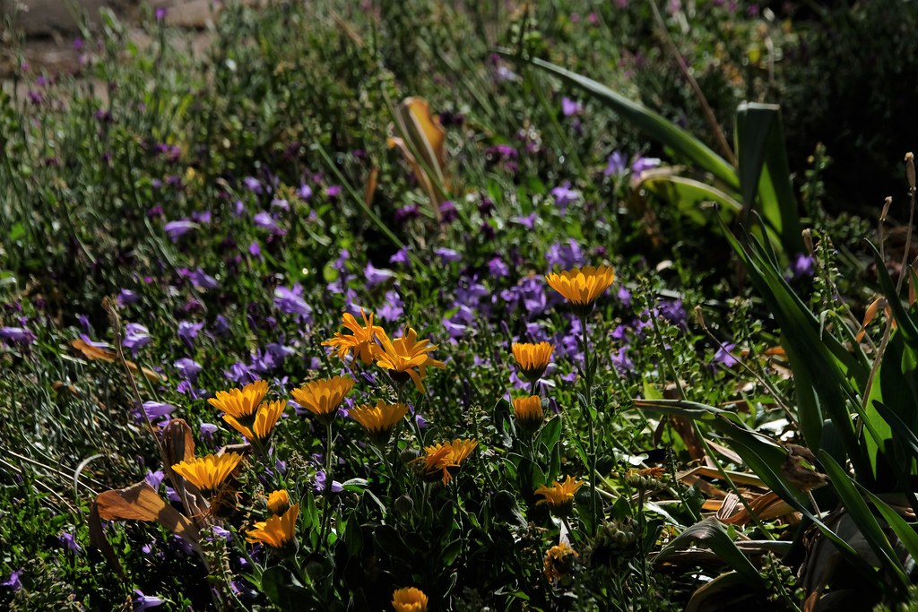 DSCF7412 Pierre Henrich Flickr