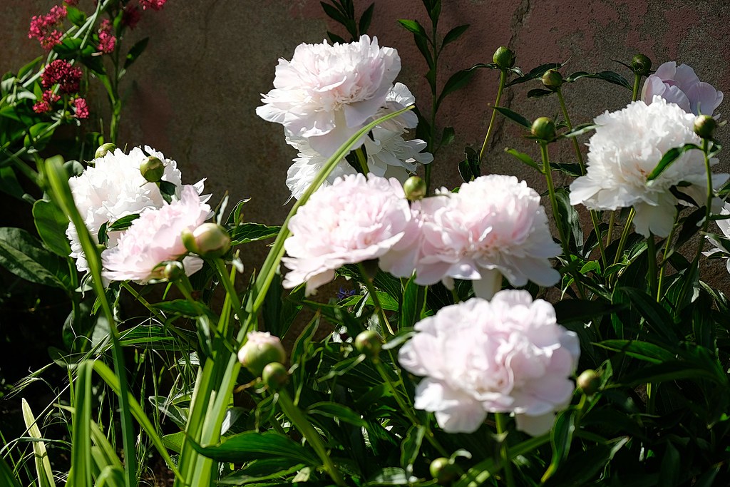 DSCF7427 Pierre Henrich Flickr