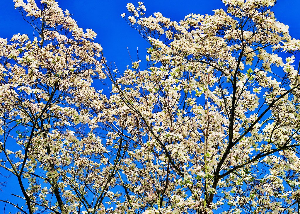 SPRING 2022! Ww have finally had decent SPRING weather the… Flickr