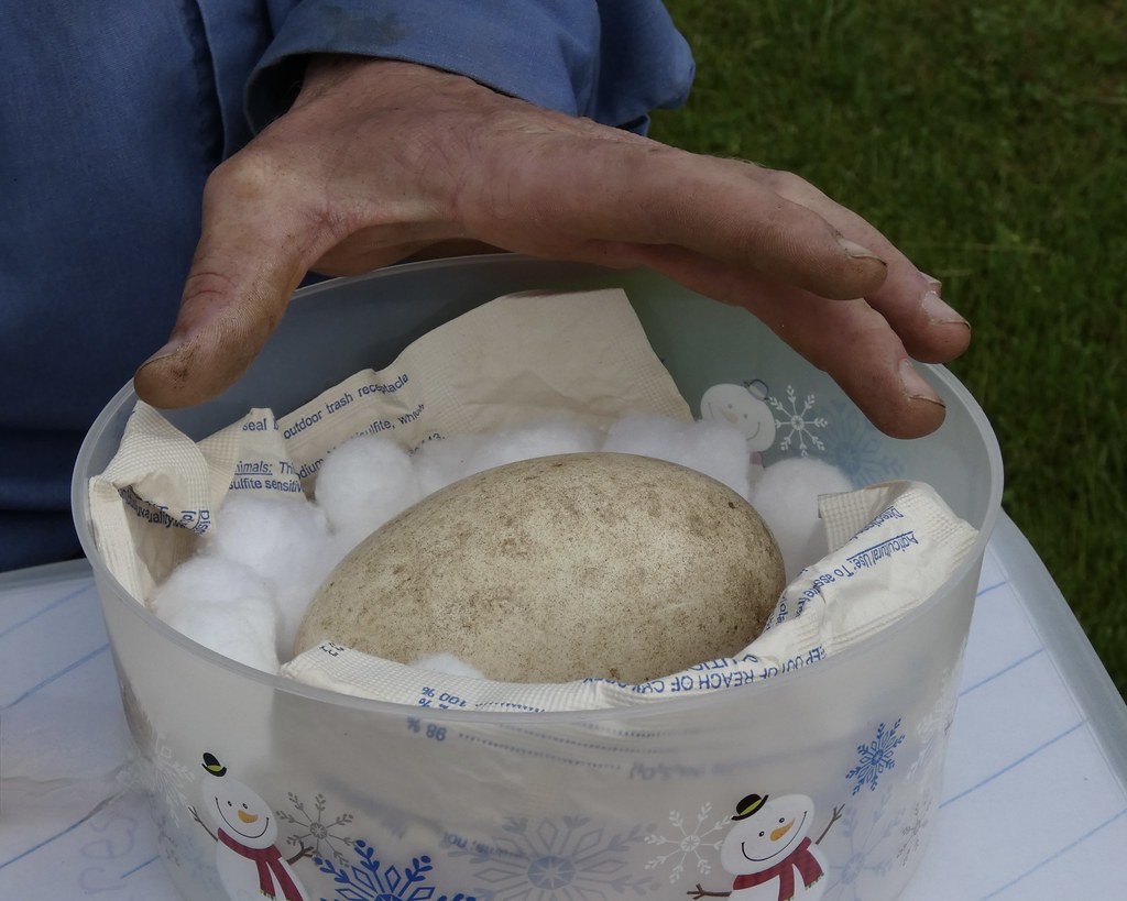 Trumpeter Swan Egg Shown by Marcus Burkholder Creekview Rd… Flickr