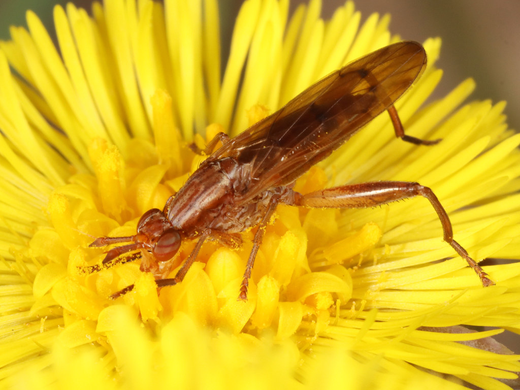 Snailkilling Flies Caledon, ON Michael H. King Flickr