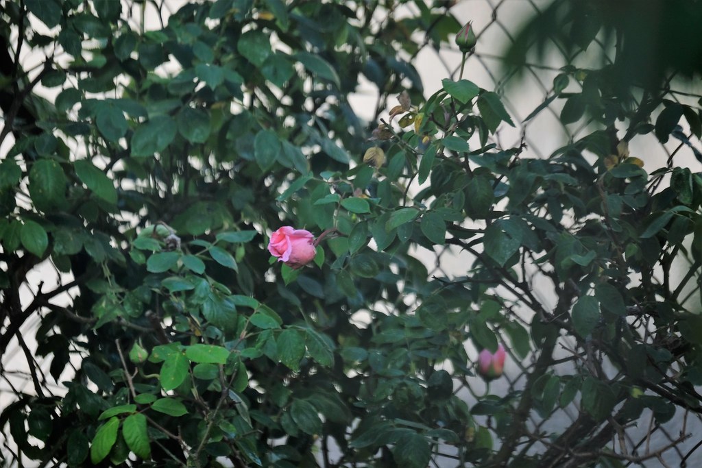 DSCF7408 Pierre Henrich Flickr