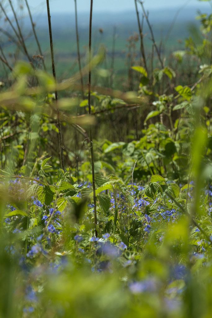 Flowers on Magog Down Glenn Criddle Flickr