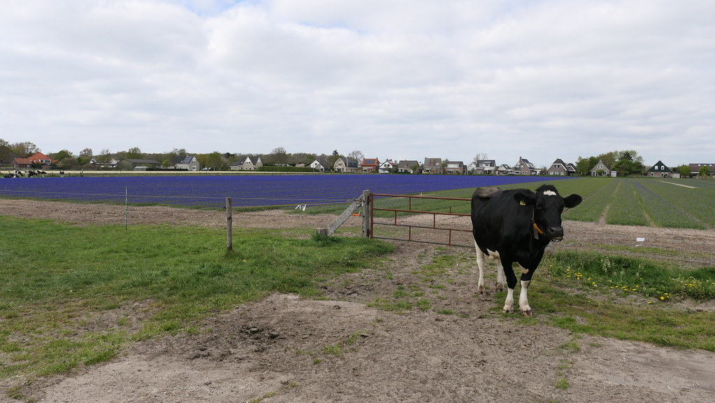 Monnikenpad Egmond Van Cor Daalder