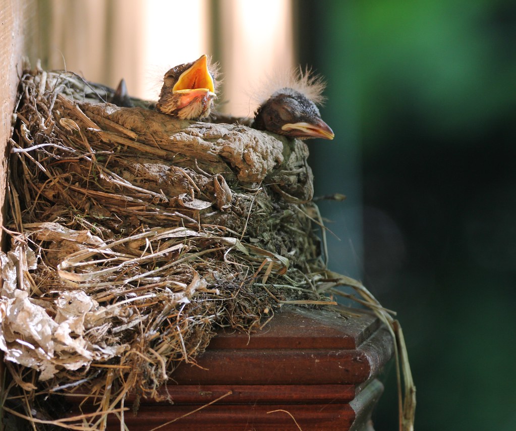 Sleep and eat American Robin Peaceful Nature Flickr