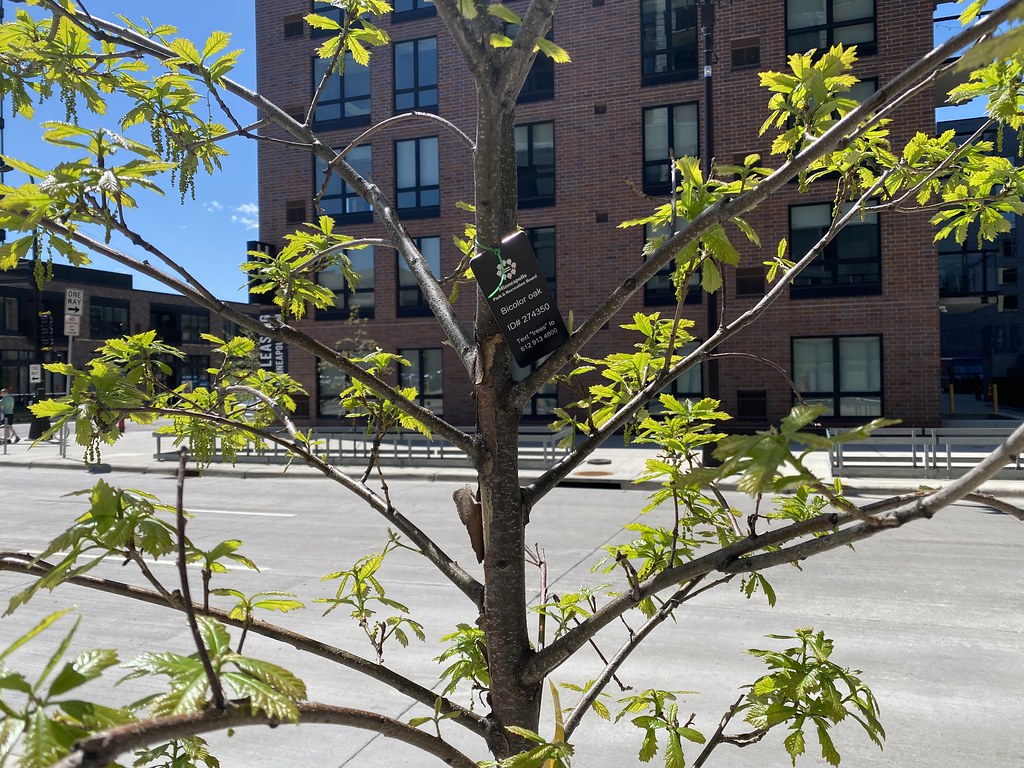 8th Street Stormwater Planters Mississippi Watershed Management