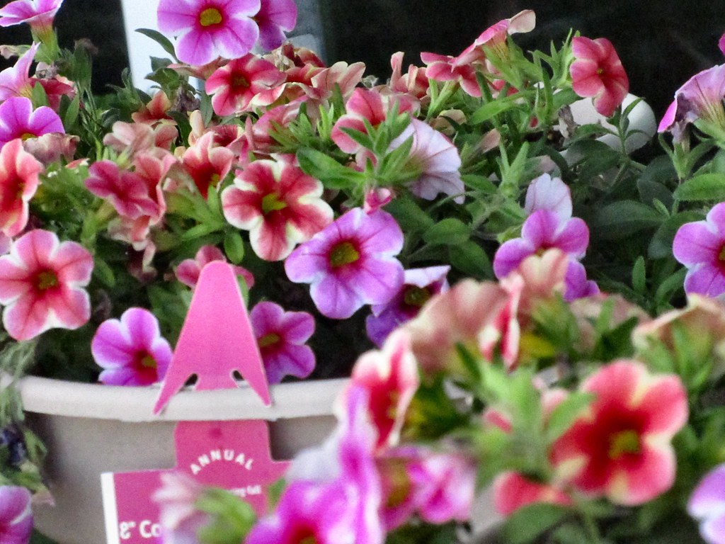 OUTDOOR PLANTS FOR SALE AT MARIANO'S Rita L Flickr