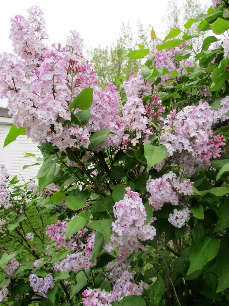 Lilacs in bloom Belmont, Michigan creed_400 Flickr
