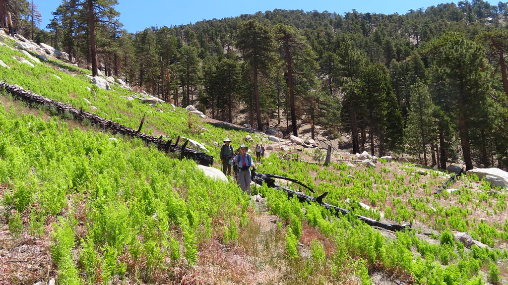 IMG_0464_Incense cedar meadow Nick Shah Flickr