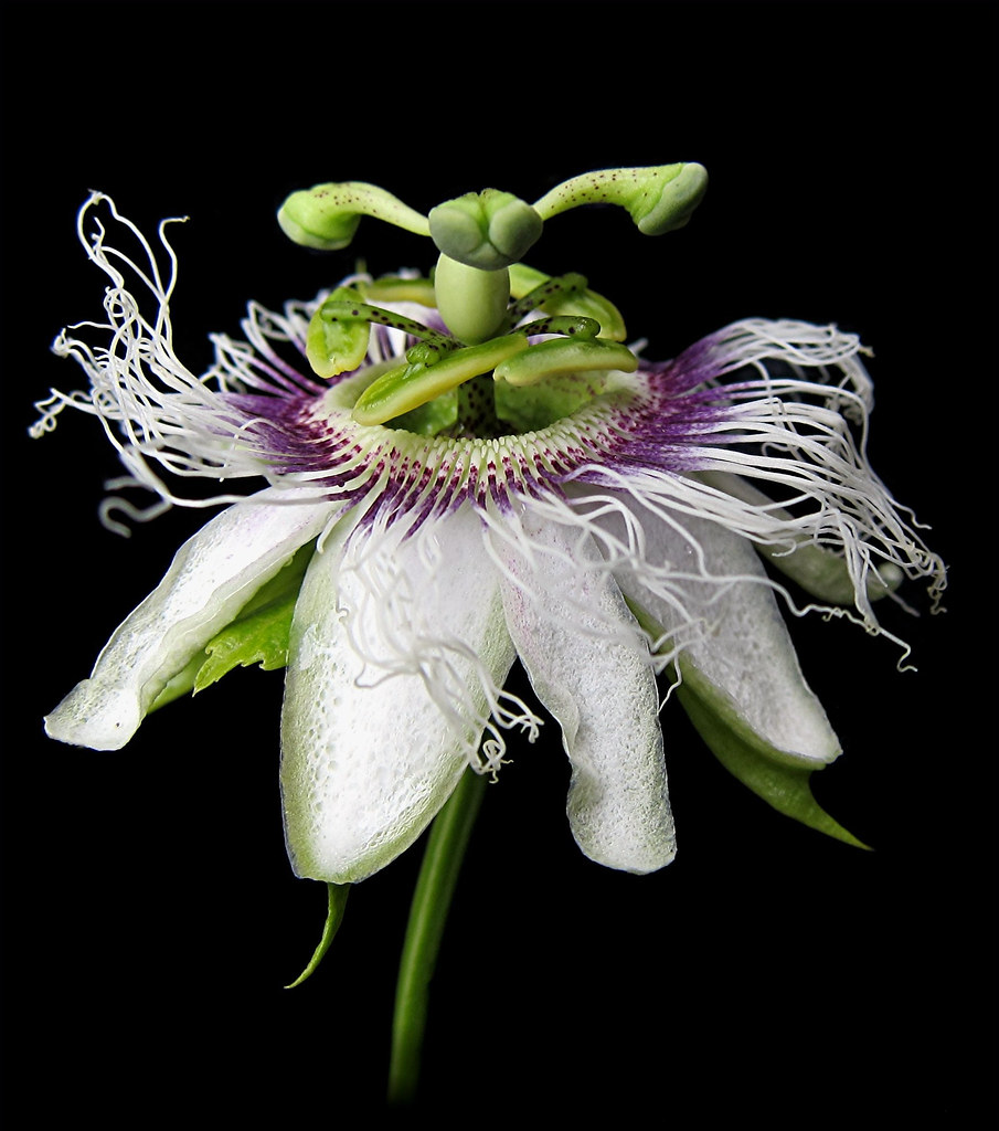 Passion Flower........ Passionfruit flower Mary Faith. Flickr