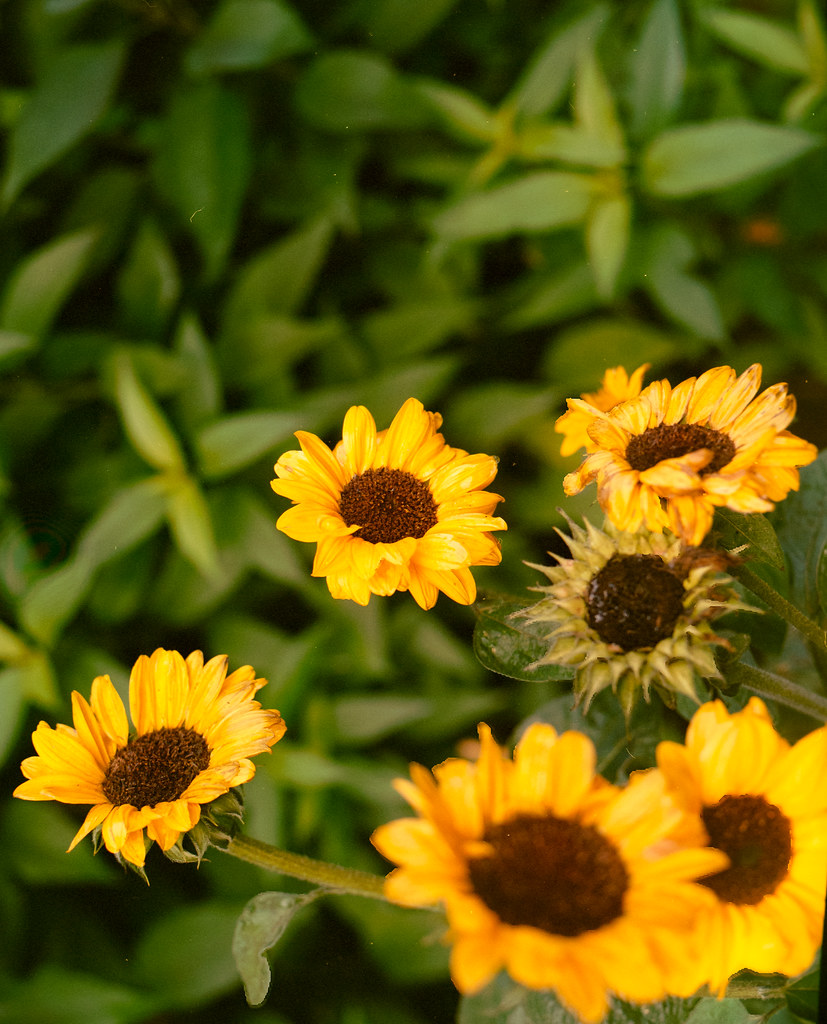 Sunflowers in Glasgow Taken on a Mamiya 645 1000s on Portr… Flickr