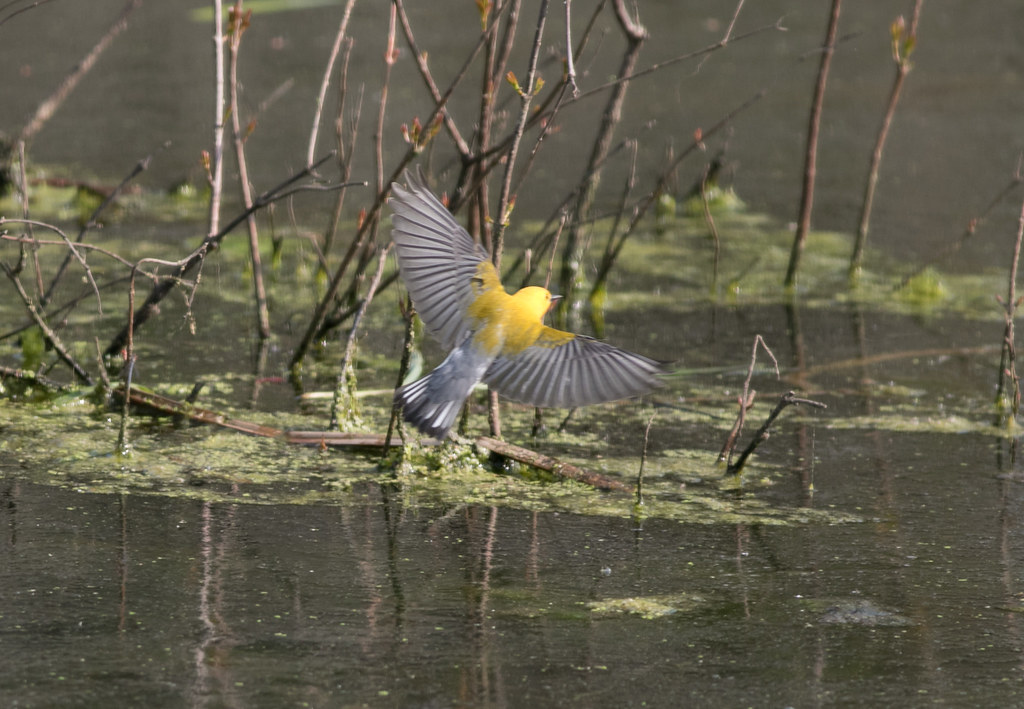 Prothonotary Warbler, Geneva Marsh, Crawford County, PA 5… Flickr