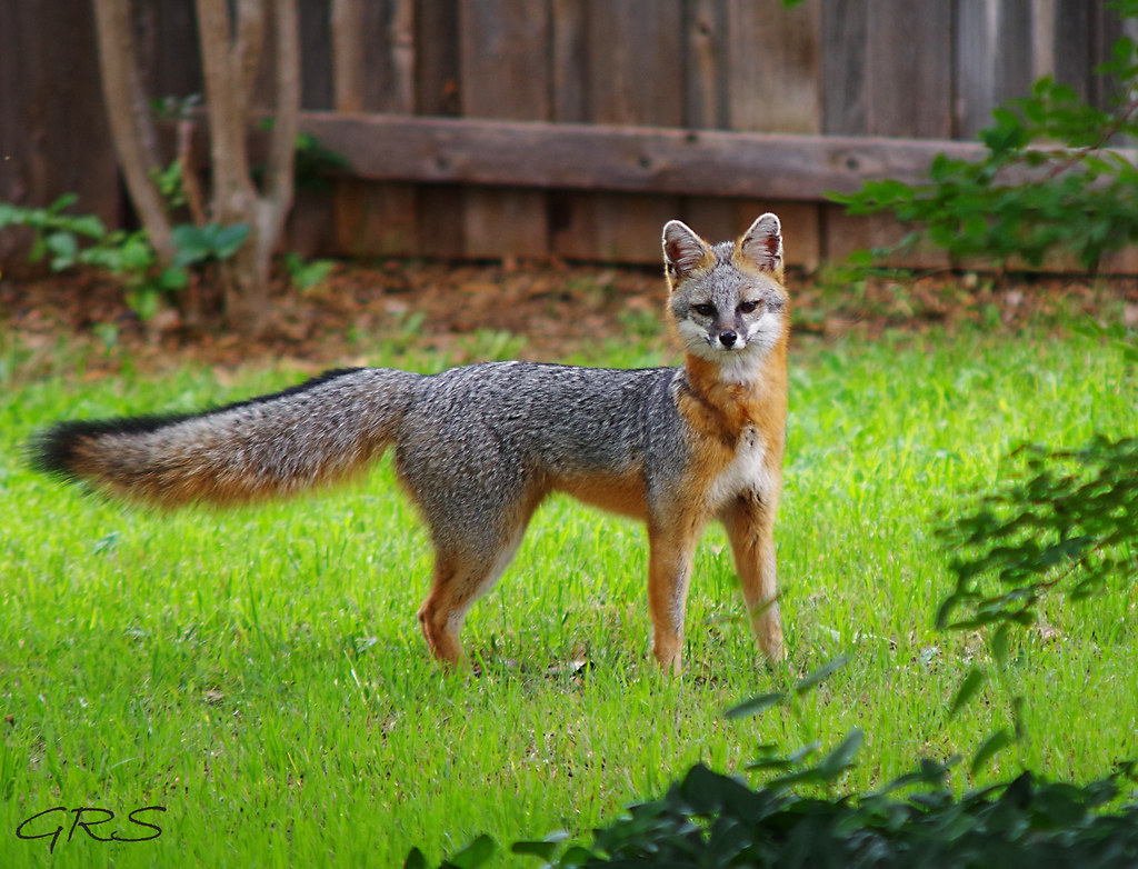 Crafty A gray fox in my back yard. The gray fox is the onl… Flickr
