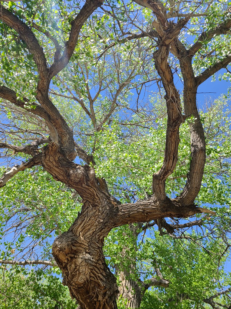 Huge Cottonwood Near the Green River torhalla Flickr