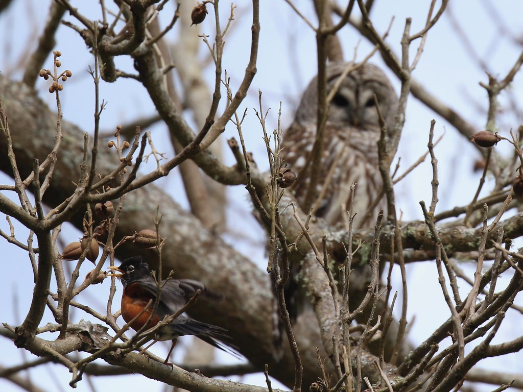 Robin and Barred Owl Mob of Robins vs Barred Owl. Owl was … Flickr
