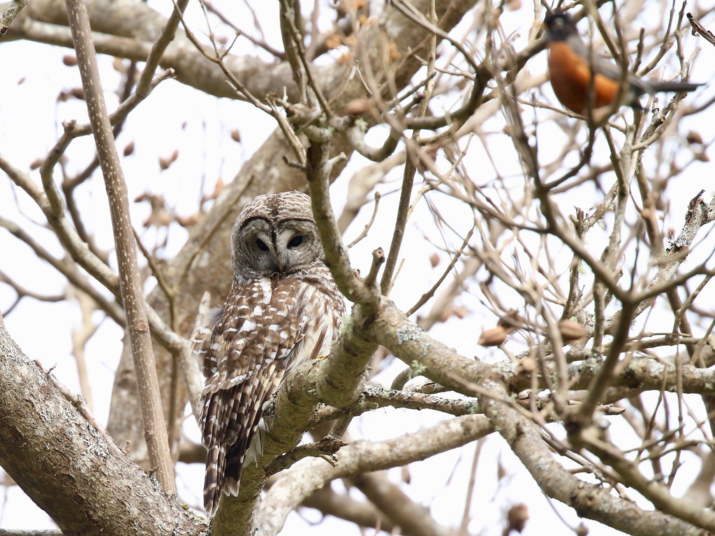 Robin and Barred Owl Mob of Robins vs Barred Owl. Owl was … Flickr