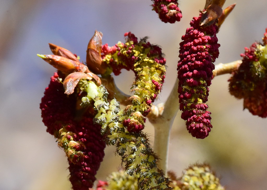 Narrowleaf cottonwood (Populus angustifolia) at Seedskadee… Flickr