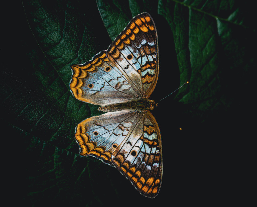 Butterfly Lewis Ginter Botanical Conservatory, Henrico Cou… Flickr