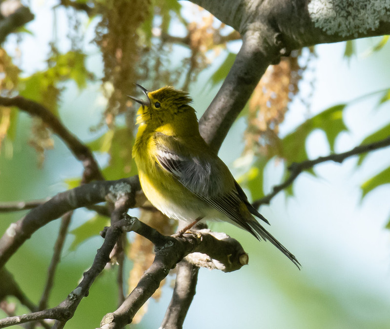 Birds in Mt. Auburn Cemetery, May 18, 2022 Flickr