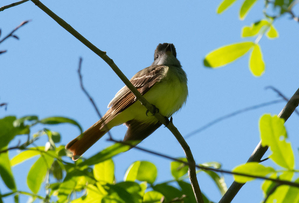 GreatCrestedFlycatcher_II Birds at Mt. Auburn Cemetery, Ca… Flickr