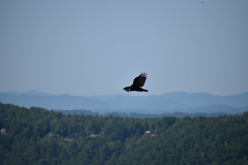 Buzzard in North Carolina Flickr