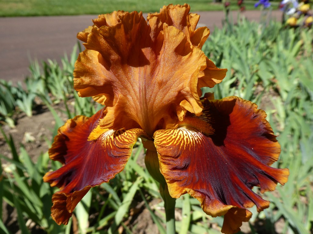 La vallée des iris Parc floral d'OrléanslaSource (Loir… Flickr