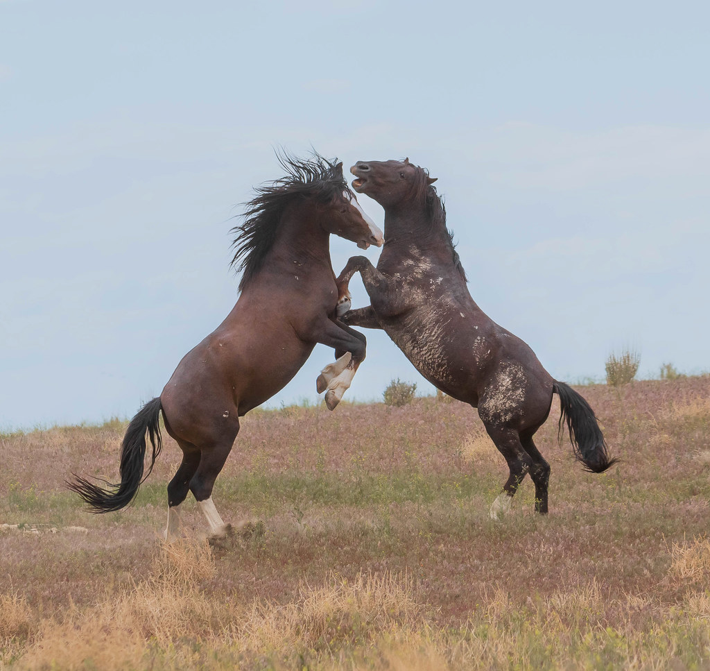 Wild horses near Dugway, Utah Alain Machefert Flickr