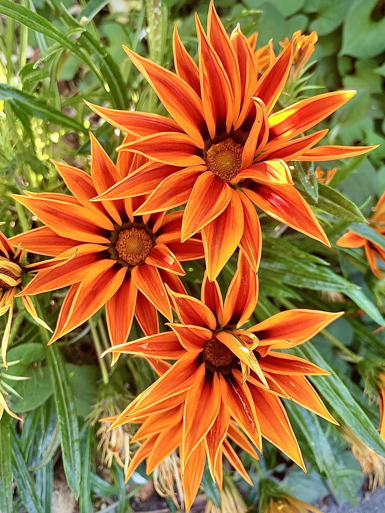 Landscaping detail Corte Madera California Stan Askew Flickr