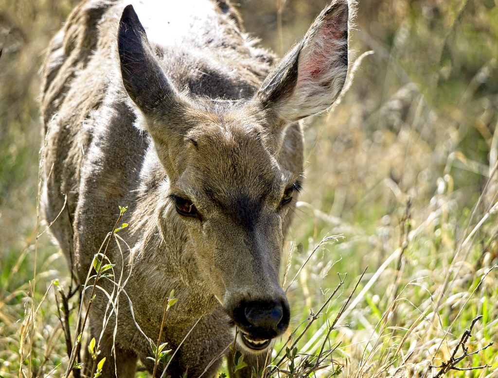 DWP05182022DSC00703 Deer Inglewood Bird Sanctuary SAIT Cal… Flickr