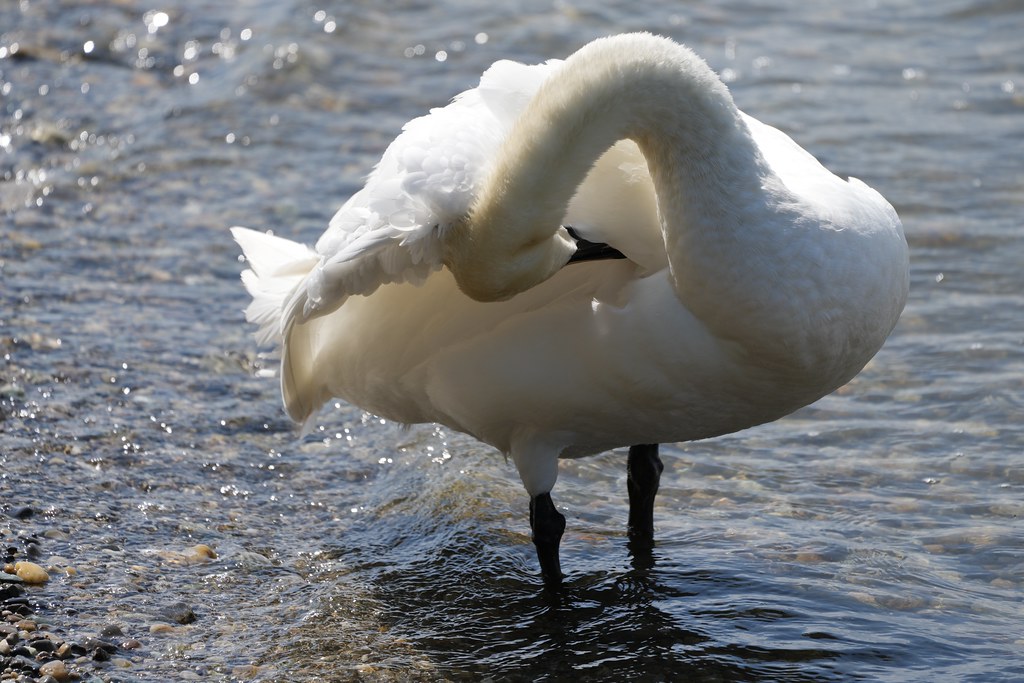 Cygne Marina Vuagniaux Flickr