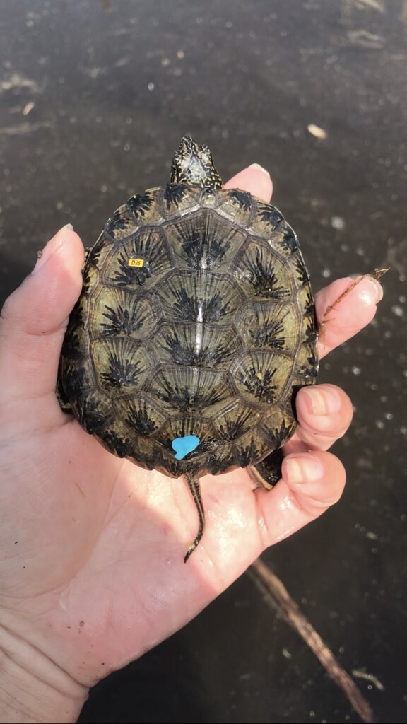 Western Pond Turtle Hatchling A biologist holds a western … Flickr