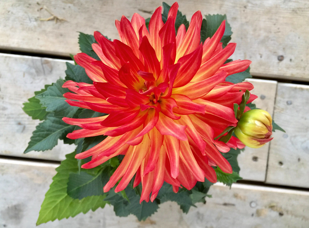 Dahlia Damariscotta, Maine Inn Along the Way/Chapman Farm Brian