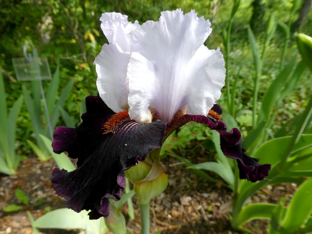 La vallée des iris Parc floral d'OrléanslaSource (Loir… Flickr